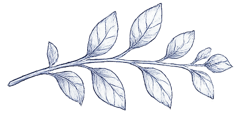 a drawing of a sprig of tea