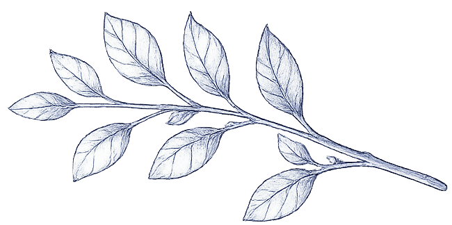 a sprig of tea