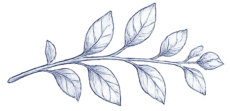 a sprig of tea
